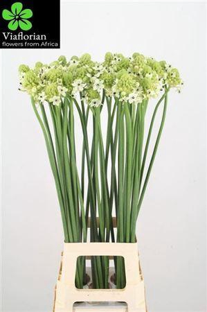<h4>Ornithogalum Saundersiae White</h4>