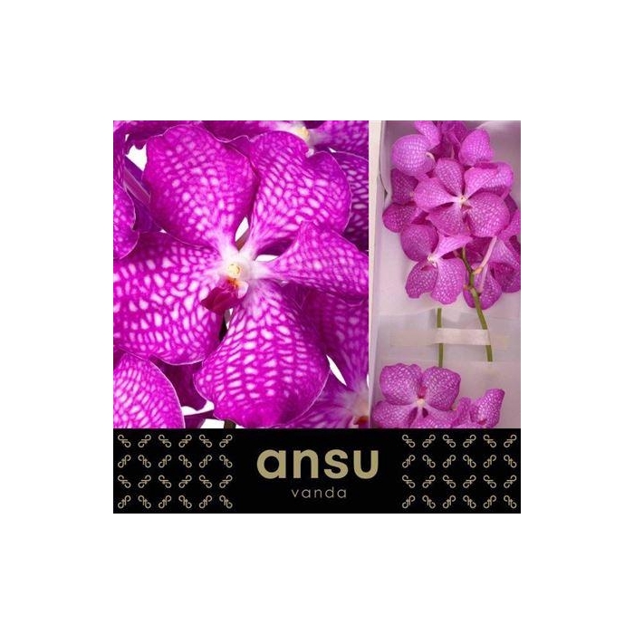 <h4>Vanda Kan Mag Pink</h4>