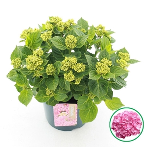 Hydrangea macr. Roze C5 (23cm.) Kn.
