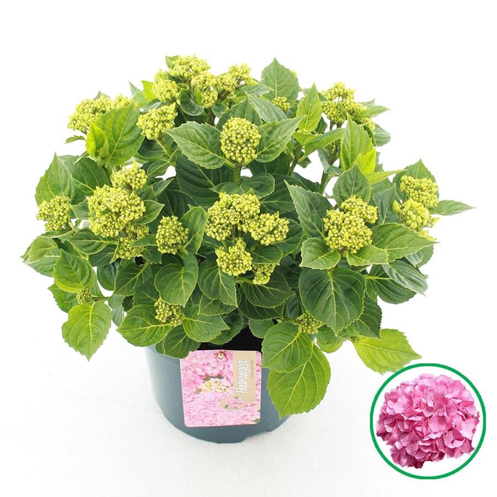 <h4>Hydrangea macr. Roze C5 (23cm.) Kn.</h4>