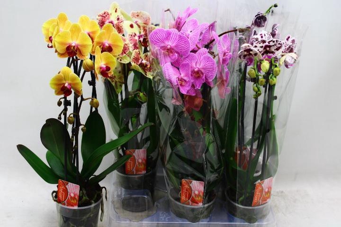 <h4>PHAL EL CASCADE</h4>