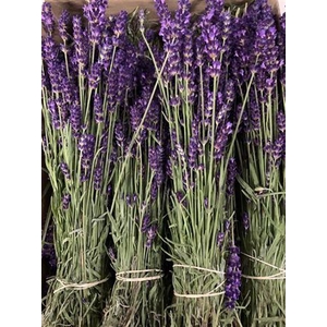 LAVANDULA ANGUST BOS