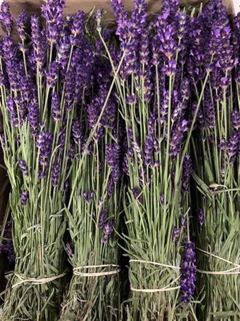 <h4>LAVANDULA ANGUST BOS</h4>