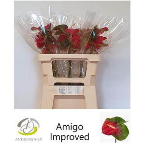 ANTH A AMIGO IMPROVE 30 OPZET