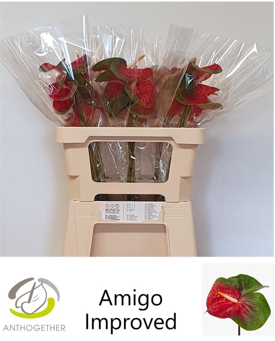 <h4>ANTH A AMIGO IMPROVE 30 OPZET</h4>