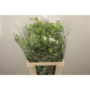Lunaria Green Per Bunch