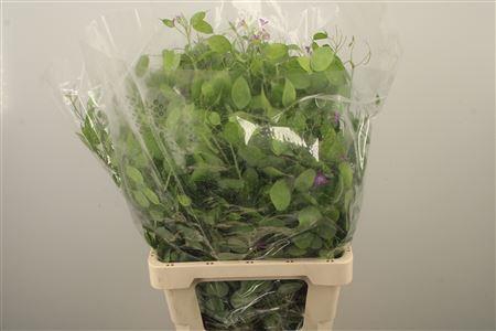 <h4>Lunaria Green Per Bunch</h4>