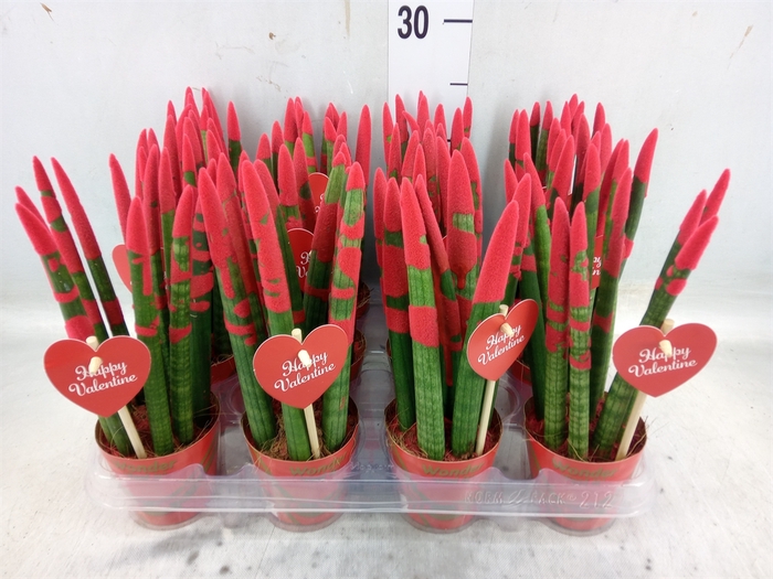 <h4>Sansevieria cyl.  ...</h4>