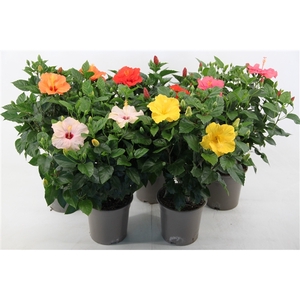 Hibiscus mixkar 21 cm (peat free )
