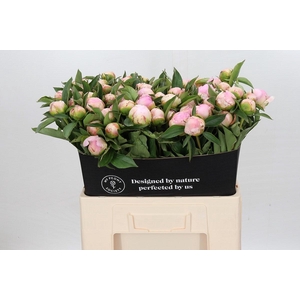 Paeonia Catharina Fontijn