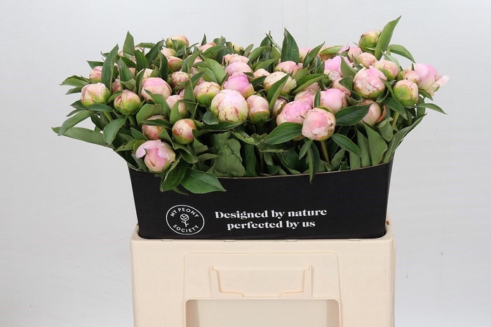 <h4>Paeonia Catharina Fontijn</h4>
