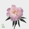 PAEO L ALERTIE