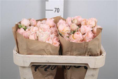 <h4>R Tr Julietta Honey</h4>