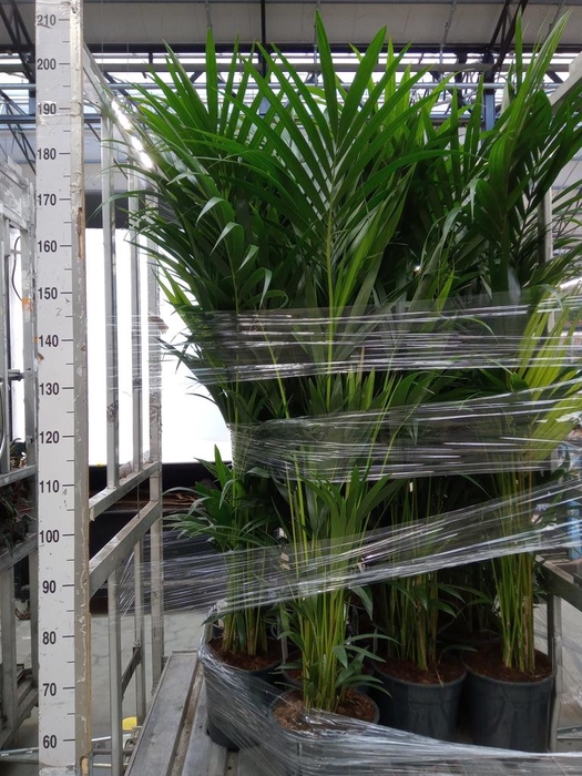 <h4>Howea forsteriana</h4>