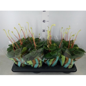 Peperomia caperata 'Lilian'