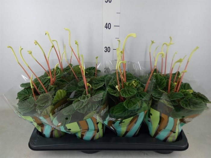 <h4>Peperomia caperata 'Lilian'</h4>