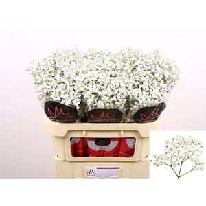 GYPS PA XLENCE chambre