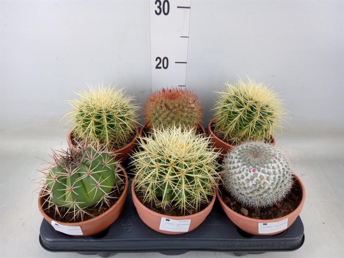 <h4>Cactus   ...</h4>