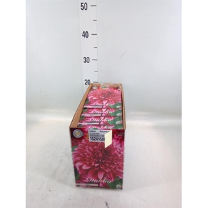 Dahlia   ...flowerbulbs