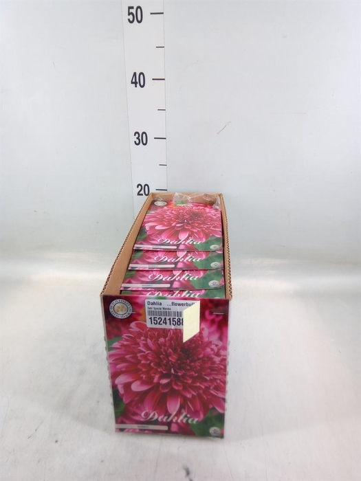 <h4>Dahlia   ...flowerbulbs</h4>