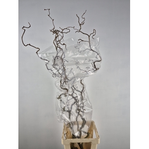 CORYLUS AV CONTORTA 2 JARIG