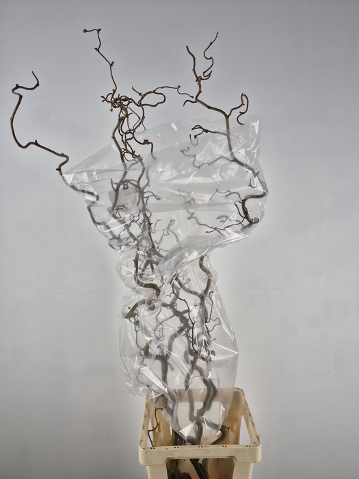 <h4>CORYLUS AV CONTORTA 2 JARIG</h4>
