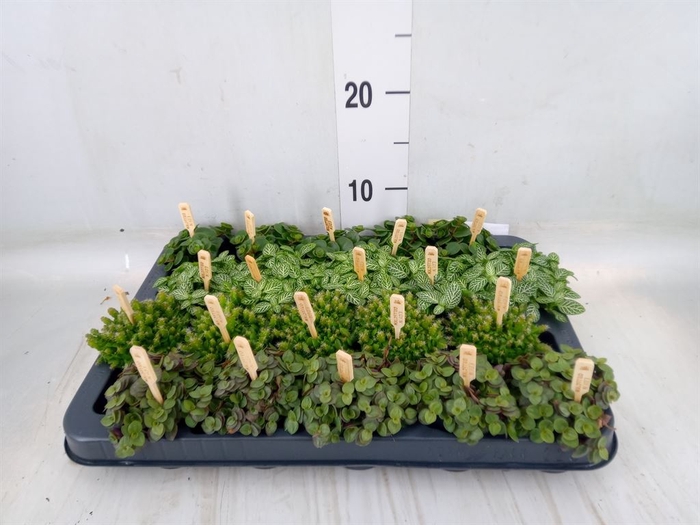 <h4>Planten  ..mix</h4>