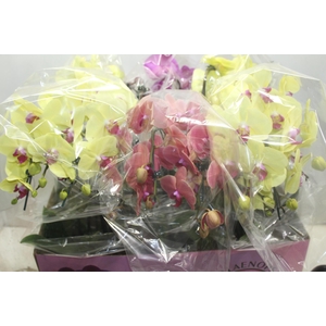 PHALAENOPSIS CASCATA P15 4 HT