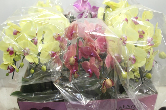 <h4>PHALAENOPSIS CASCATA P15 4 HT</h4>