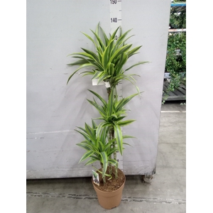 Dracaena fr de 'LemonLime'