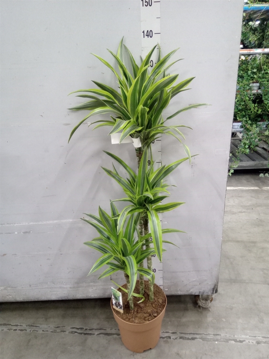 <h4>Dracaena fr de 'LemonLime'</h4>