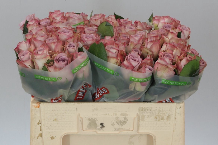 <h4>Rosa Gr Memory Lane!</h4>