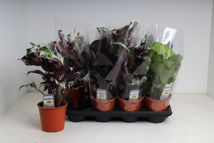 <h4>CALAT GEM 3 SRT</h4>