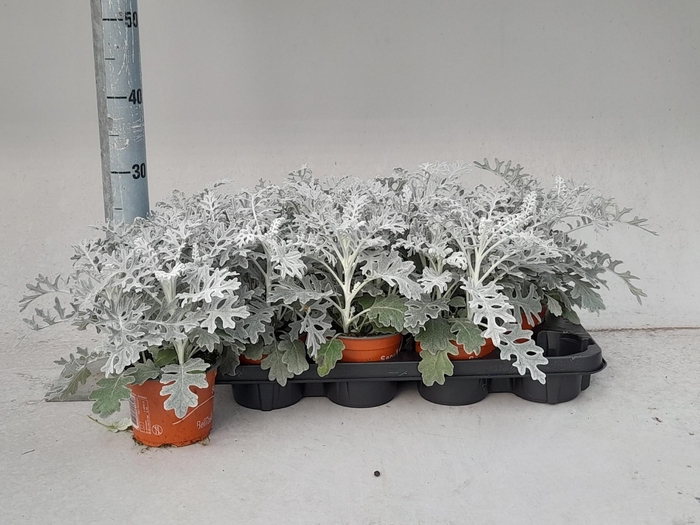 <h4>JACOBAEA MARITIMA</h4>