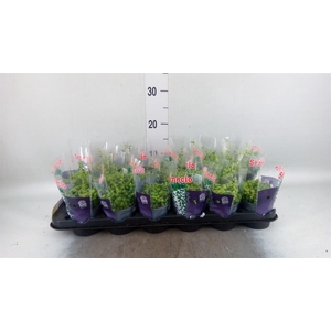 Senecio rowleyanus