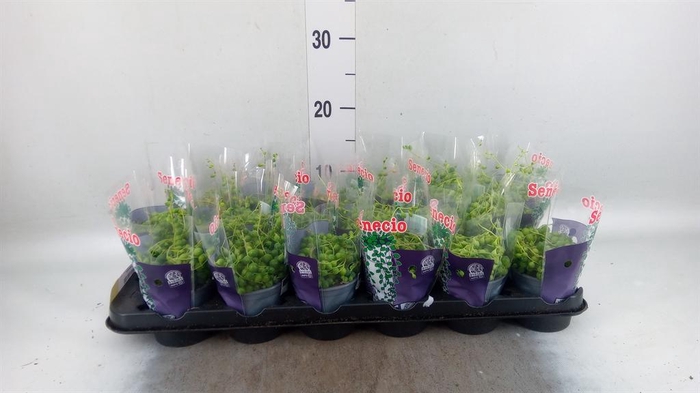 <h4>Senecio rowleyanus</h4>
