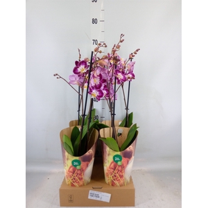 Phalaenopsis  'GbZ Tinkerbells'