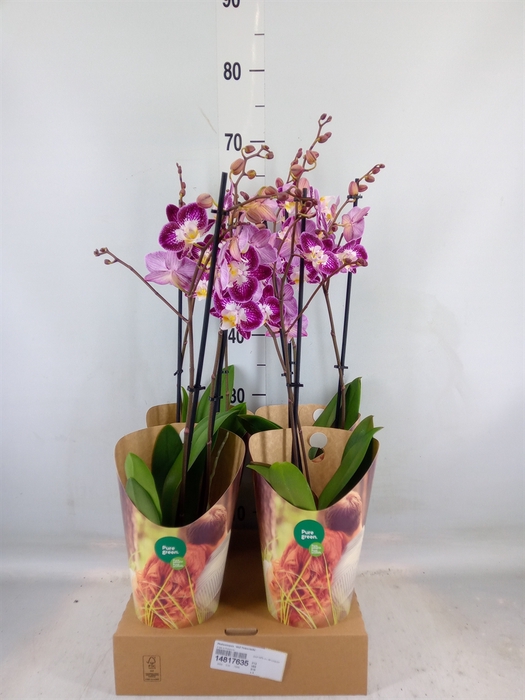 <h4>Phalaenopsis  'GbZ Tinkerbells'</h4>