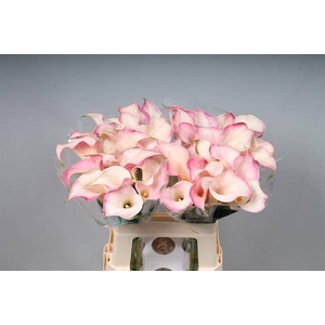 Calla Blushing Lady Kallaland