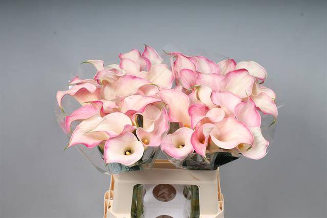 <h4>Calla Blushing Lady Kallaland</h4>
