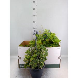 Hedera helix 'Goldchild'