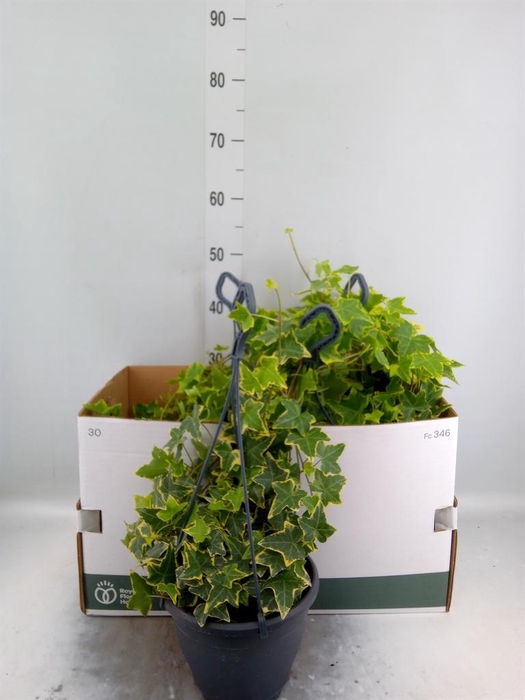 <h4>Hedera helix 'Goldchild'</h4>