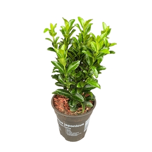 Euonymus jap. 'Green Spire' P9