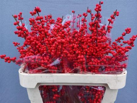 <h4>Ilex Ve Rode Bes</h4>