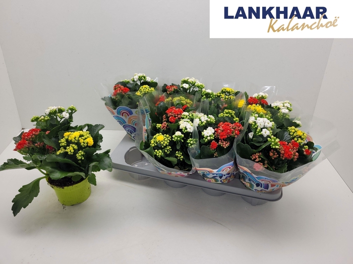 <h4>KAL GE GEM I POT</h4>