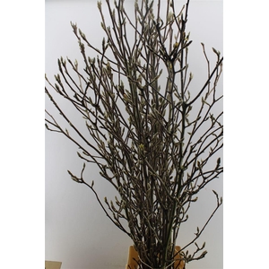 Magnolia Grandiflora