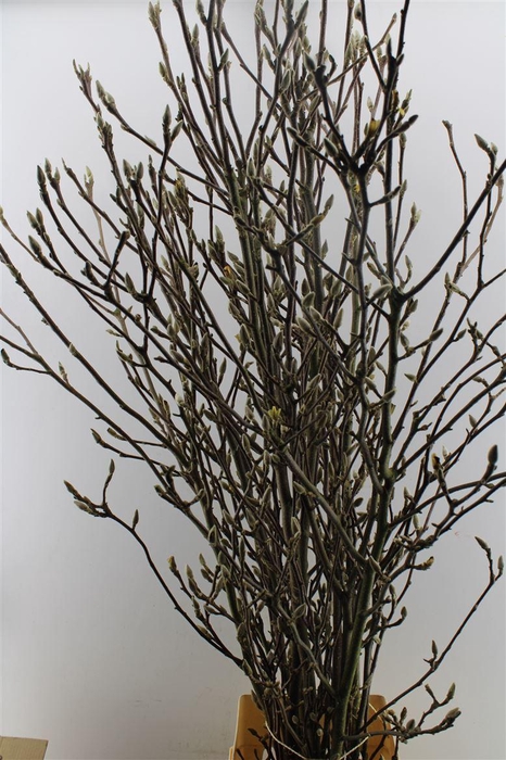 <h4>Magnolia Grandiflora</h4>