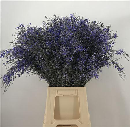 Genista Col Milka 200 Gr