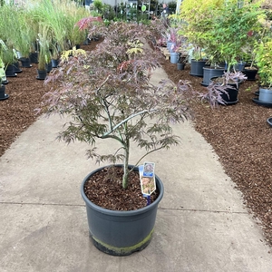 Acer palmatum Garnet