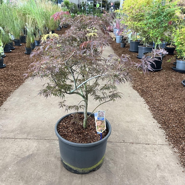 <h4>Acer palmatum Garnet</h4>